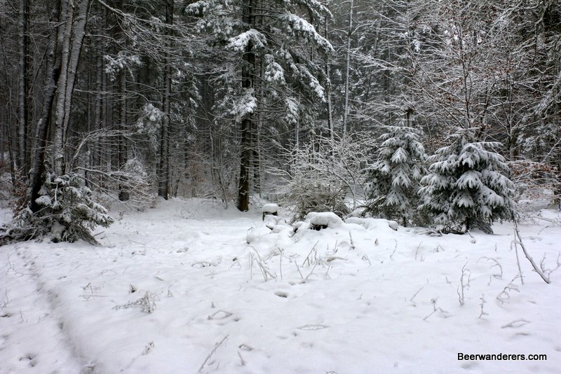 snowy forest