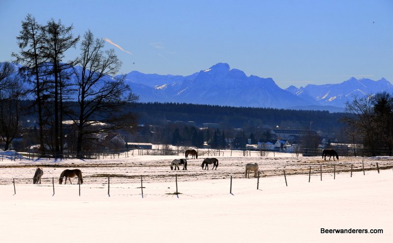 alps with horses