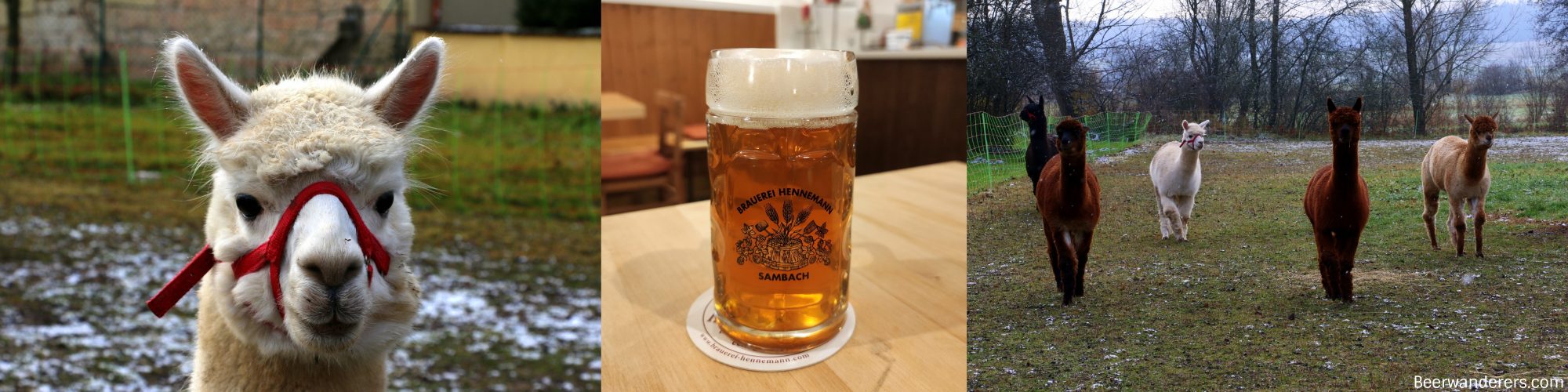 alpaca, beer in mug, alapaca in field