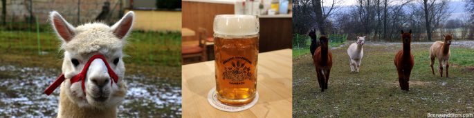 alpaca, beer in mug, alapaca in field