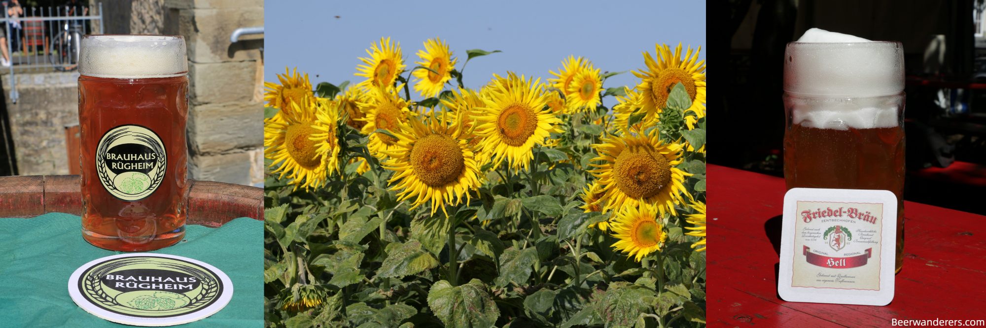 amber beer in logo mug, a field of sunflowers, amber beer in mug with beer coaster