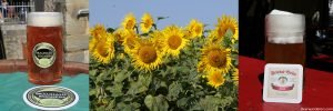 amber beer in logo mug, a field of sunflowers, amber beer in mug with beer coaster